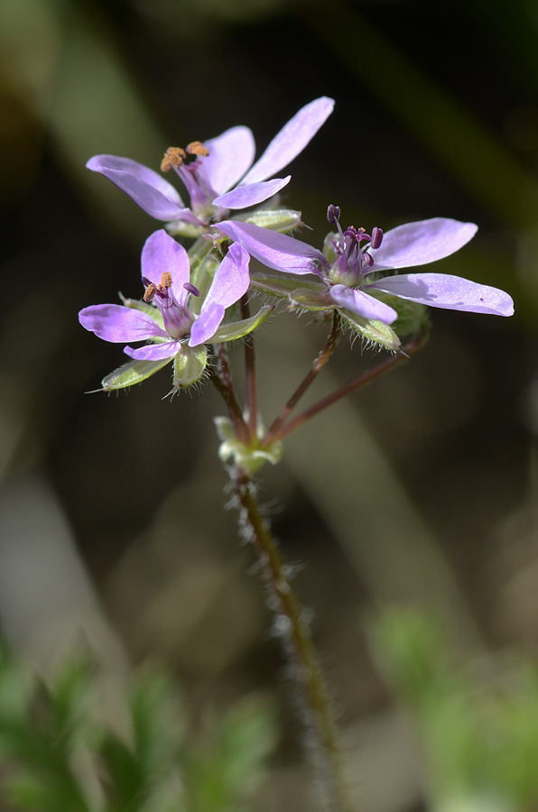 Erodium cicutarium / Becco di Gr comune